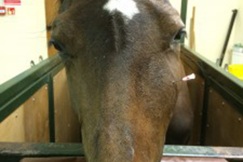 best of Maxillary tumor Equine facial