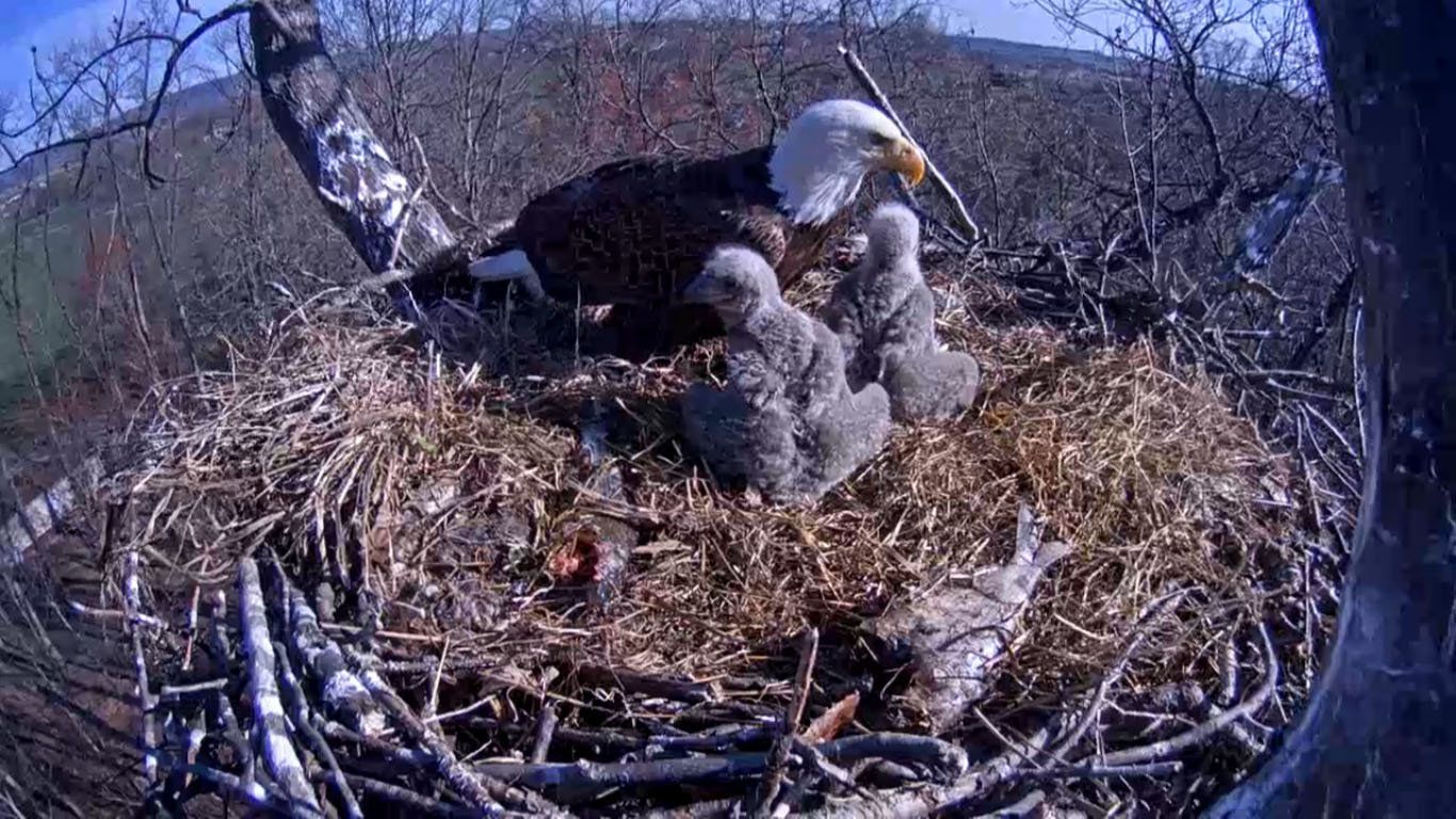 Blitz reccomend Live eagle nest webcam