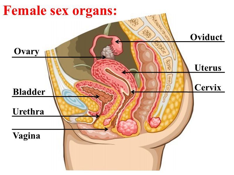 Trunk reccomend Parts of the female sex organ