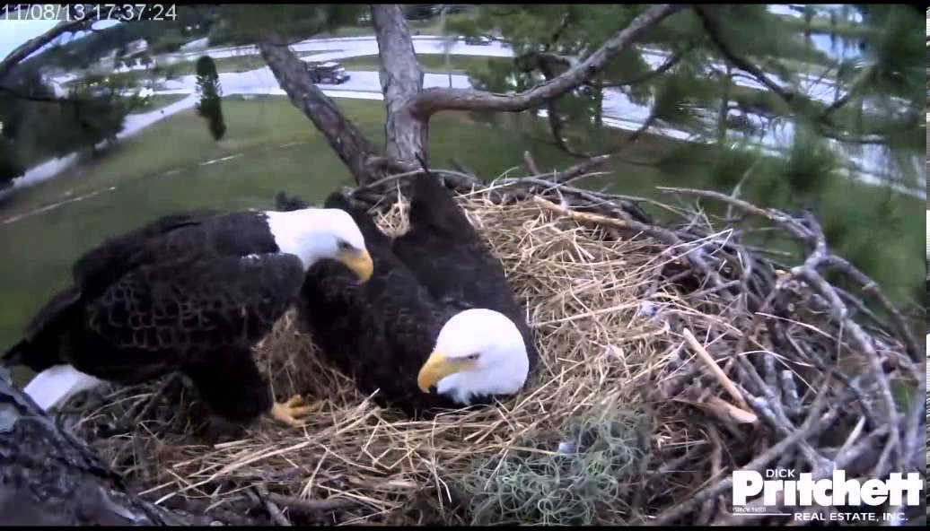 Combat reccomend Live eagle nest webcam