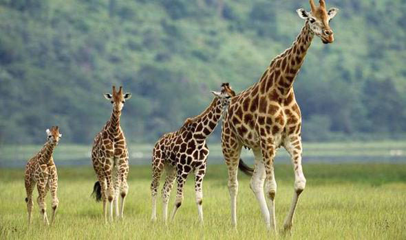 Giraffes have all-male orgies