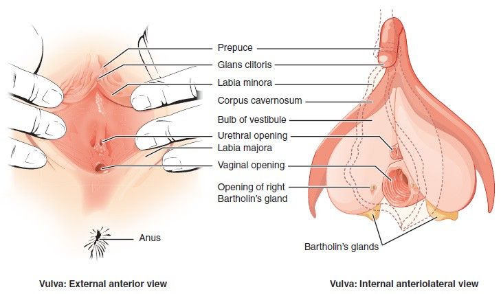 Parts of the female sex organ