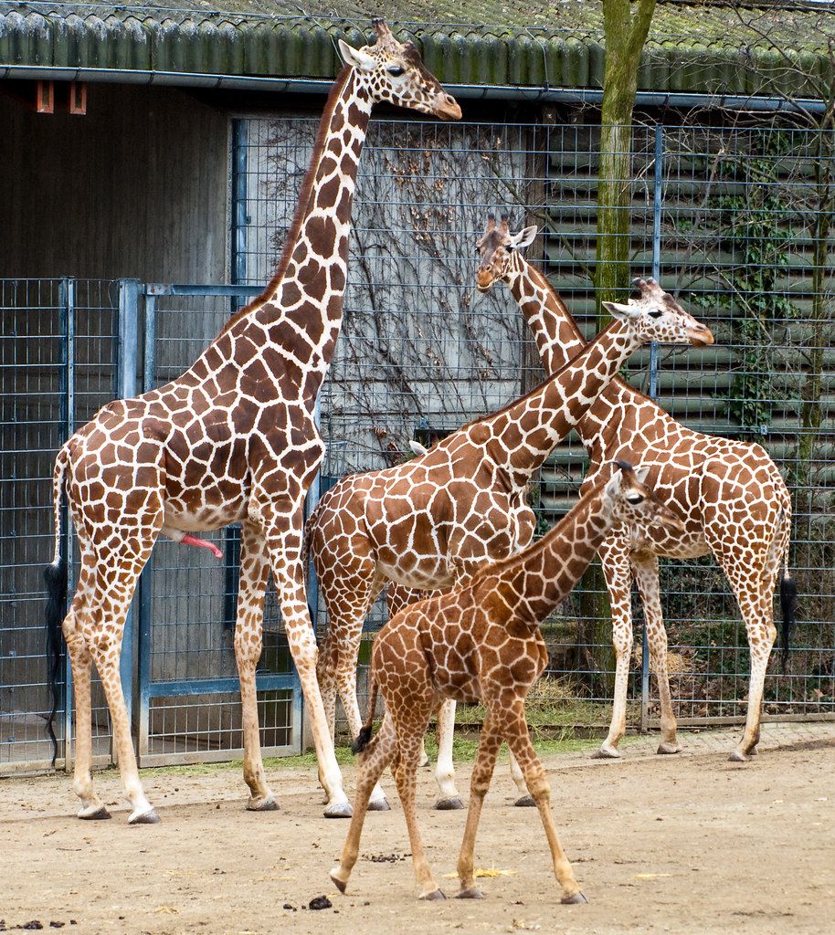 Sam reccomend Giraffes have all-male orgies