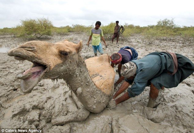 Humping in the mud