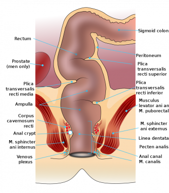 Anal enlarging surgery