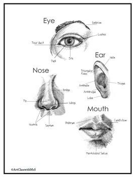 Instructions for drawing each facial feature