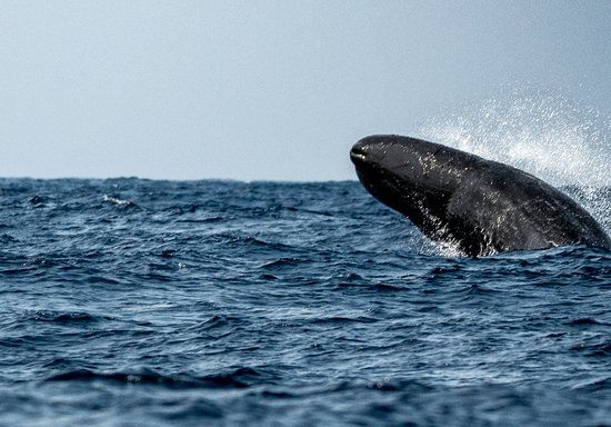 Rifle reccomend Sperm whale mating mating