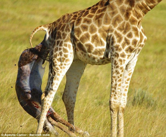 Giraffe having sex pics