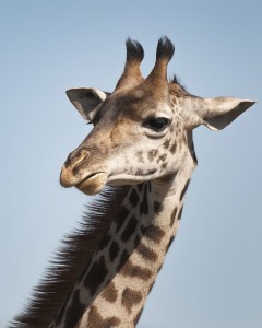 Giraffes have all-male orgies