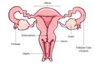 Kit-Kat reccomend Parts of the female sex organ