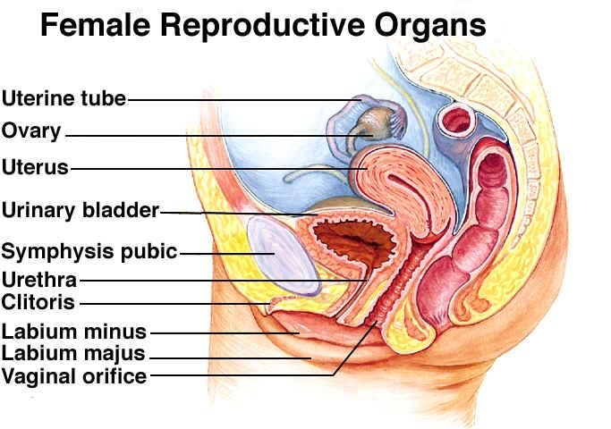 Hummer reccomend Parts of the female sex organ